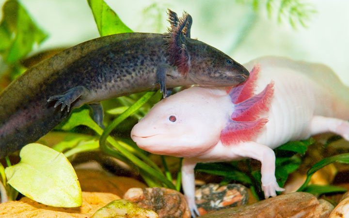 2 Axolotls are breeding in the tank