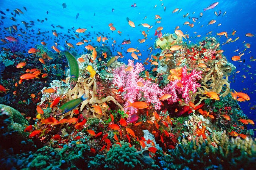 Corals are home to many species
