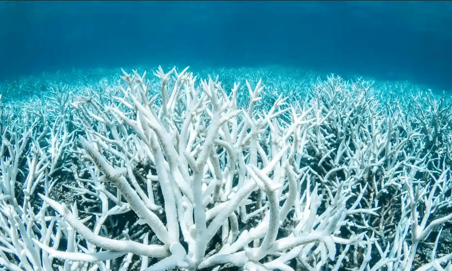 Bleaching corals 