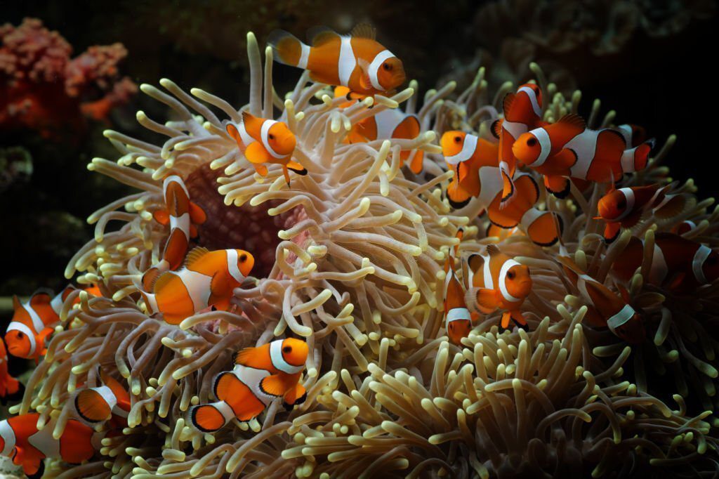 Sea Anemone and clownfish family