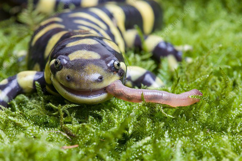A tiger salamander is eating worm