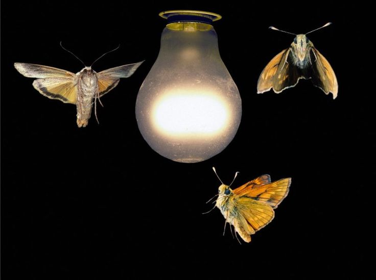 Hawk moths are atratted to lights 