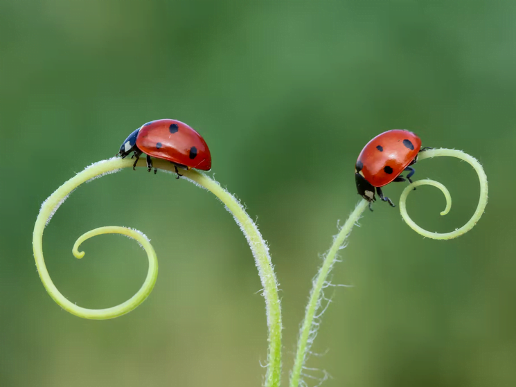Two ladybugs are on the plant