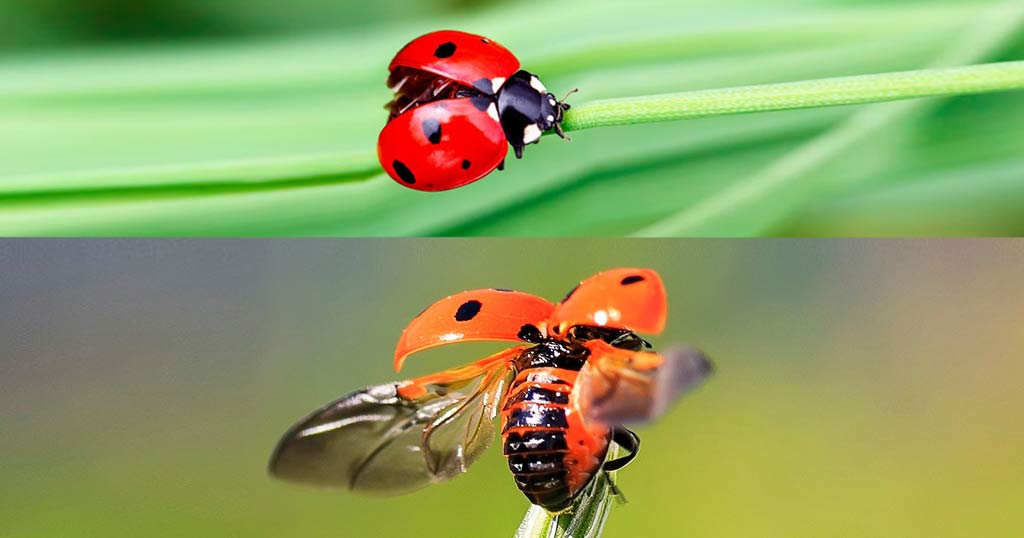 Ladybug is one of the fastest flying insects in the world