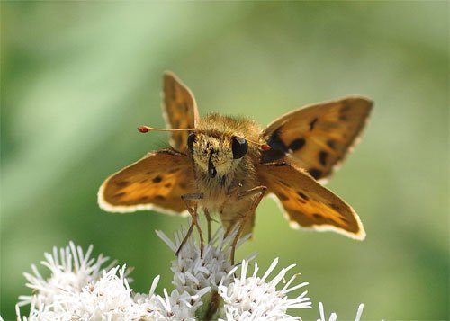 A skipper butterfly is taking nectar