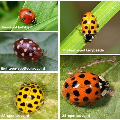 The soptted ladybugs