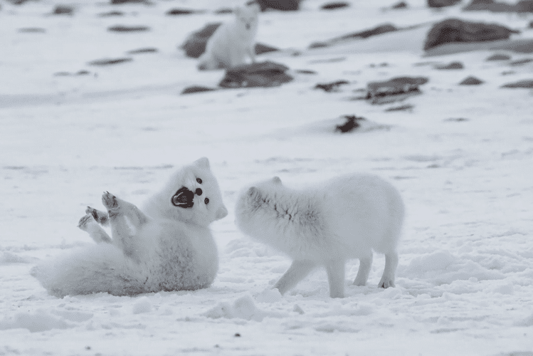 Two snow foxes are playing