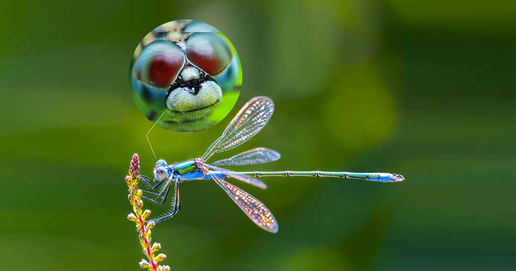 Dragonflies are the fastest flying insects on earth