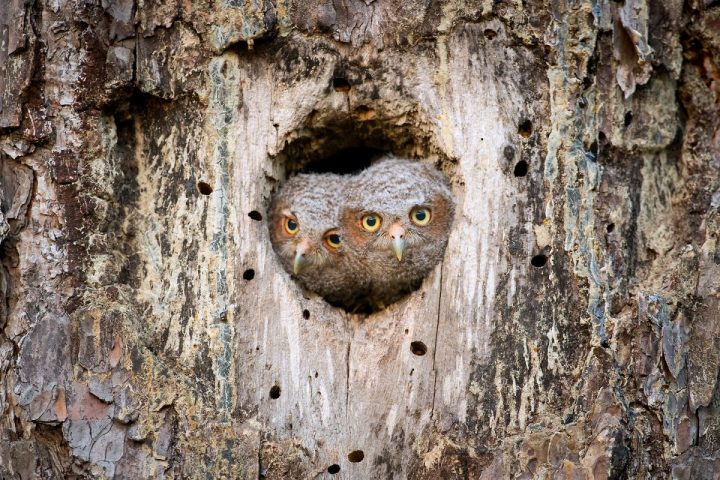 Two nestlings of Eastern Screech Owl on capacity