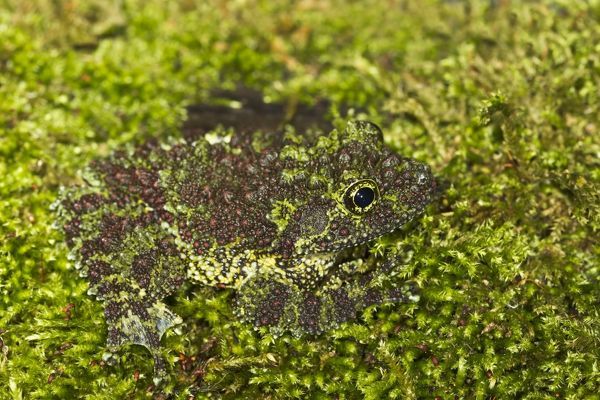 Vietnamese Mossy Frog looks like a moss