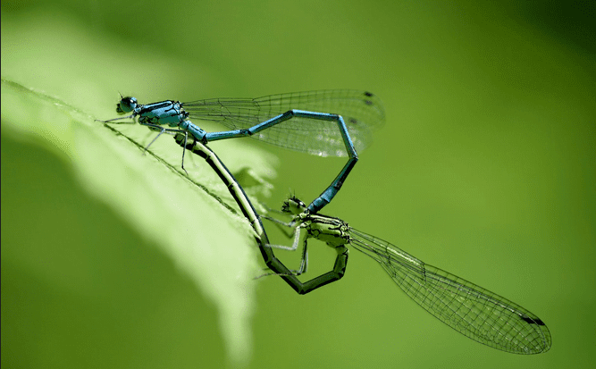 Two dragonflies are mating