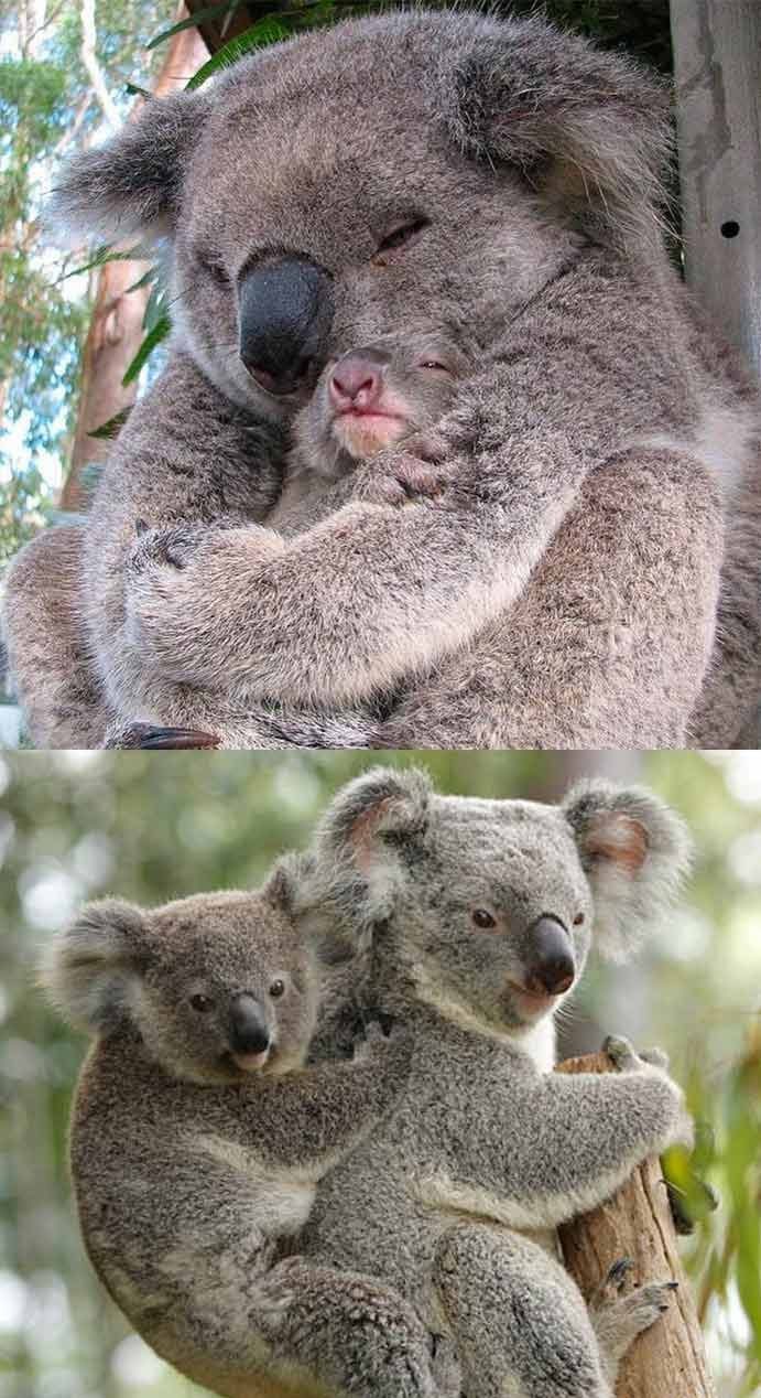 Koala babies are very attached to the mother