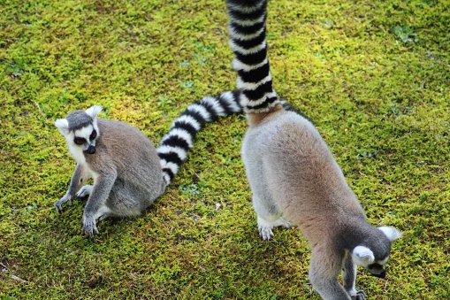 The stink fight of lemur