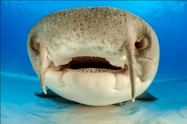 Nurse shark's teeth can crush clam