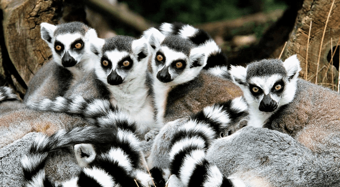 A group of lemurs