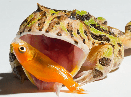 Pacman frog is eating a fish