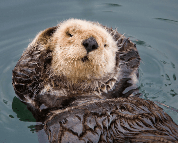 Sea otter is one of the cutest animals in the world