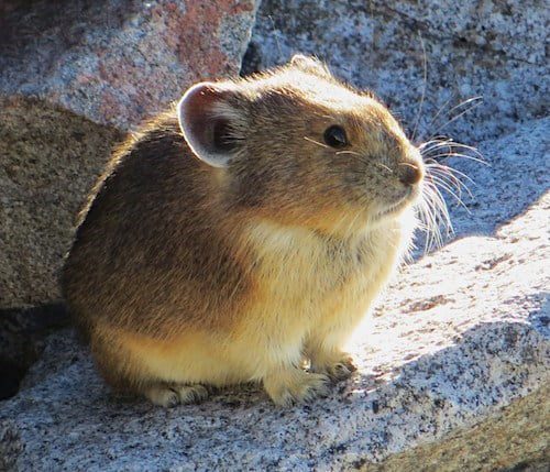 Pikas are not roddens, they are related to rabbit