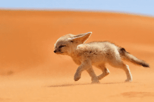 Fennec fox is the smallest fox on the plannet