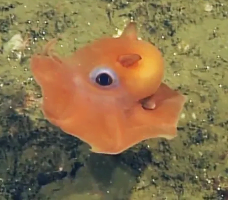 Flapjack octopuses live in the deep ocean