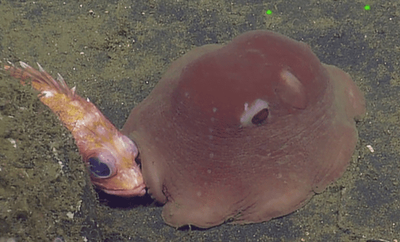 The flapjack octopus is a fearsome hunter