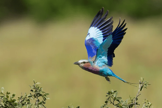 A lilac-breasted roller is flying