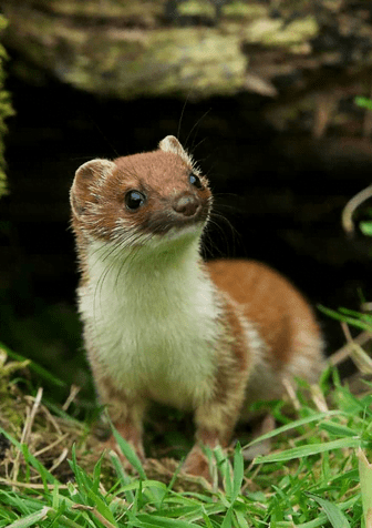 Stoats are not rodents
