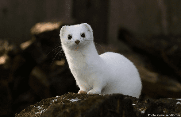 A cute white short-tailed weasel