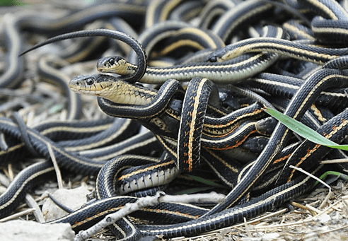 Male California red-sided garter snakes try to mate with a female