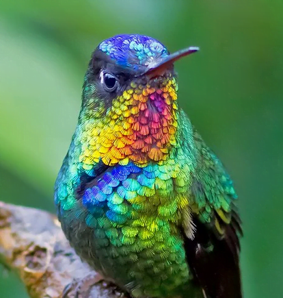 Fiery-throated hummingbird is the most stunning creature