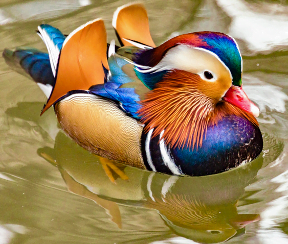 Mandarin duck is one of the most colorful animals in the world