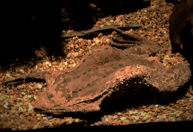 A Surinam toad is similar a mottled leaf