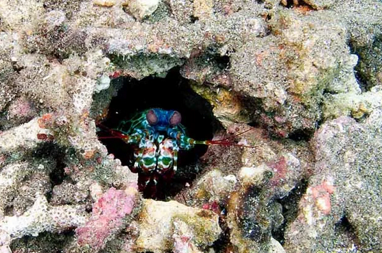 A mantis shrimp in its burrow