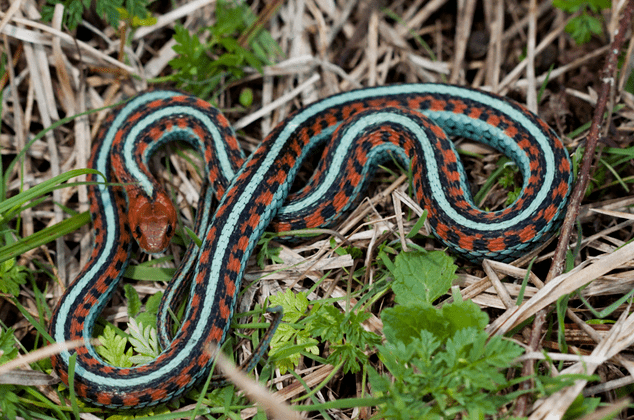 California red-sided garter snake have spectacular neon blue