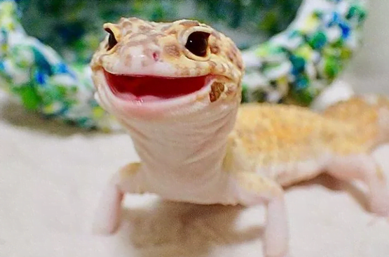 A leopard gecko is smiling