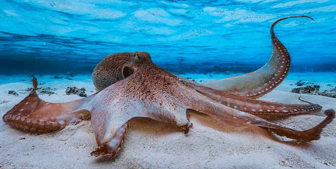 The largest octopus on record