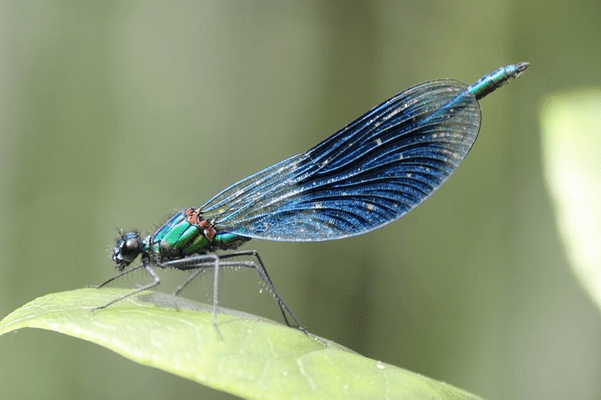 Beautiful demoiselles are beautiful insects