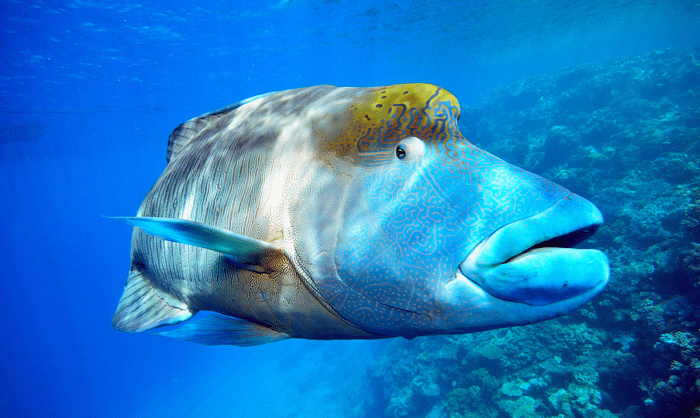 Humphead wrasse is one of wrasse fish that can change gender