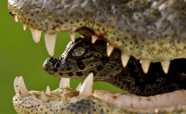 Alligators are among the best mother animals on earth.