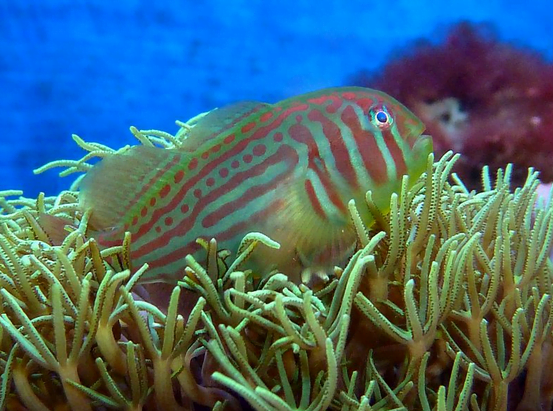 A green clown goby in coral reef