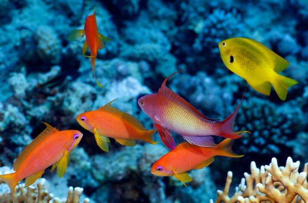 A harem of lyretail anthias, including one male and 5 females