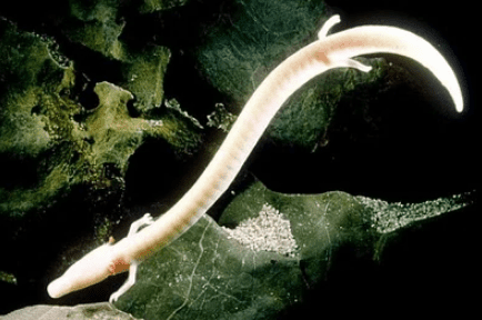 The olm salamander looks like an eel