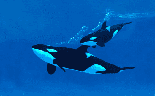 The orca mother and her calf. 