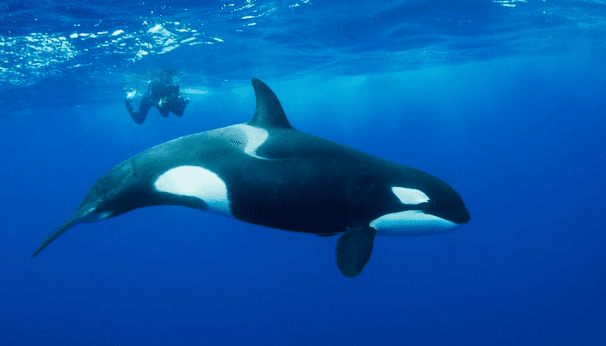The orca has a size of a bus