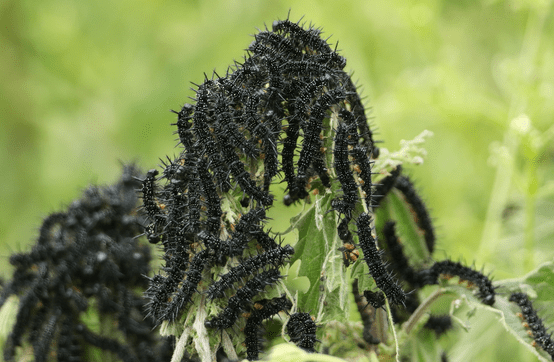 The peacock caterpillars create group to eat