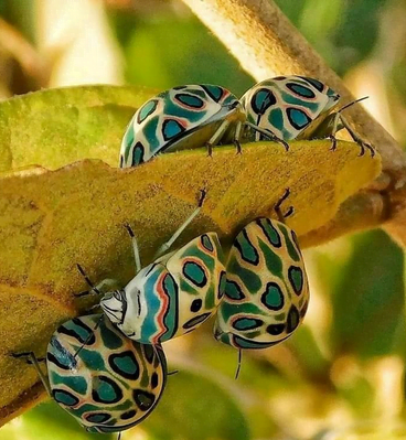 Picasso bugs are eating leaves