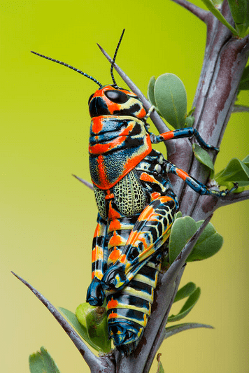 A rainbow grasshopper is eating leaves