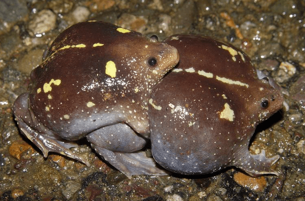 Two Mexican burrowing toads are mating