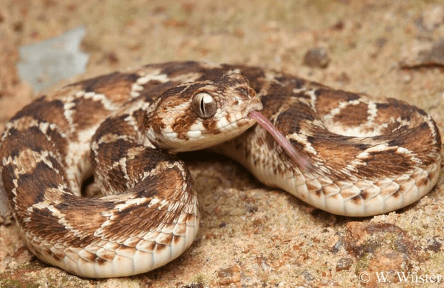 Saw-scaled Vipers are the most venomous snakes on earth