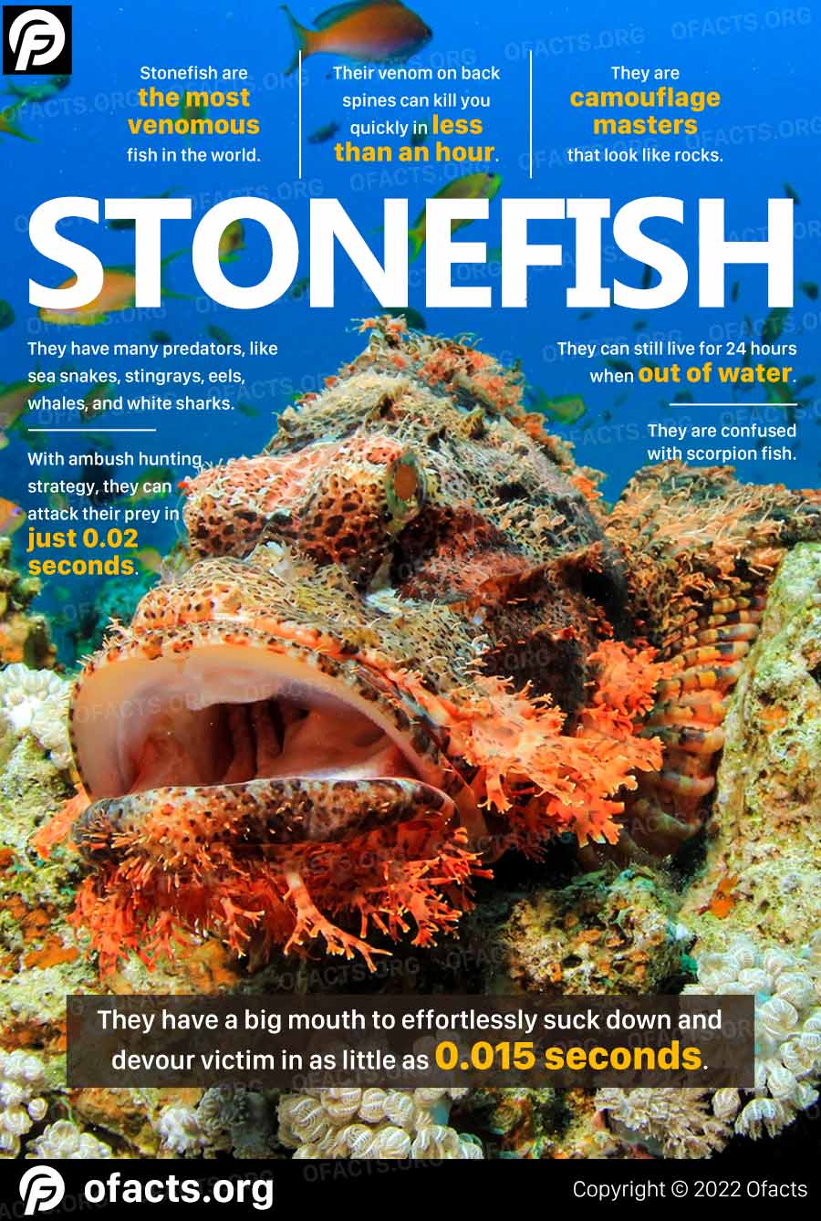 Stonefish facts